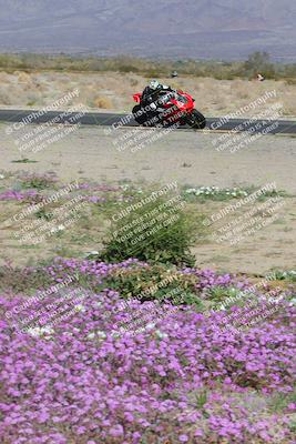 media/Feb-04-2023-SoCal Trackdays (Sat) [[8a776bf2c3]]/Turn 15 Inside Blooming (1050am)/